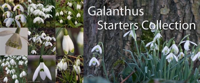 Galanthus Starters Collection plant