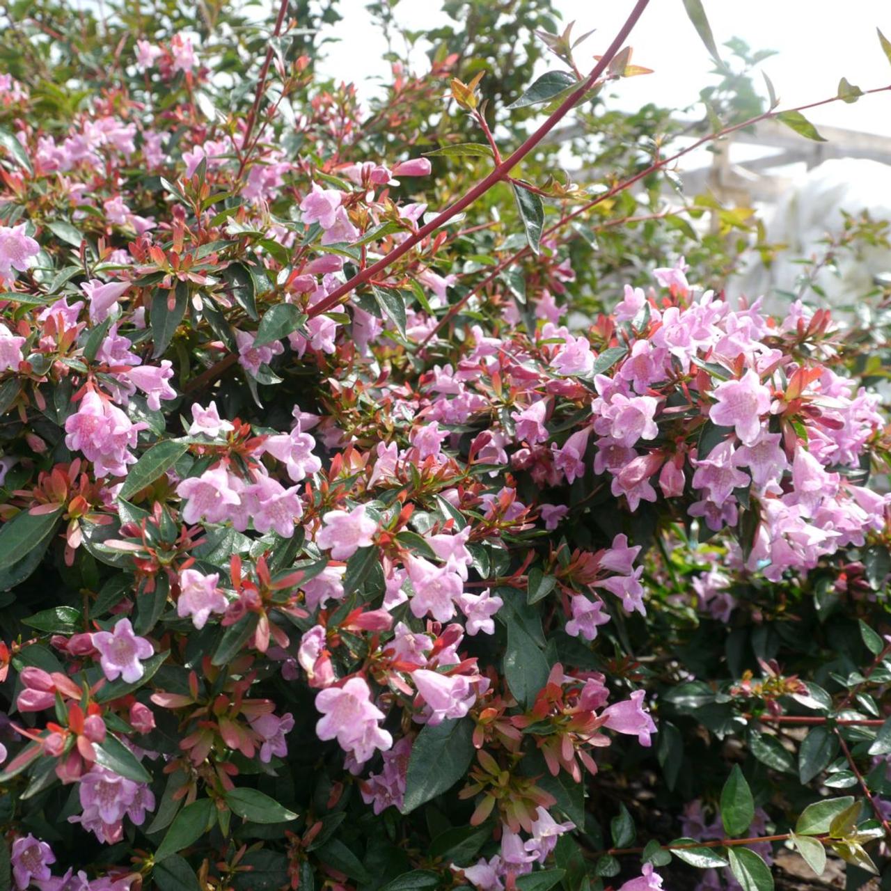 Abelia 'Edward Goucher' plant