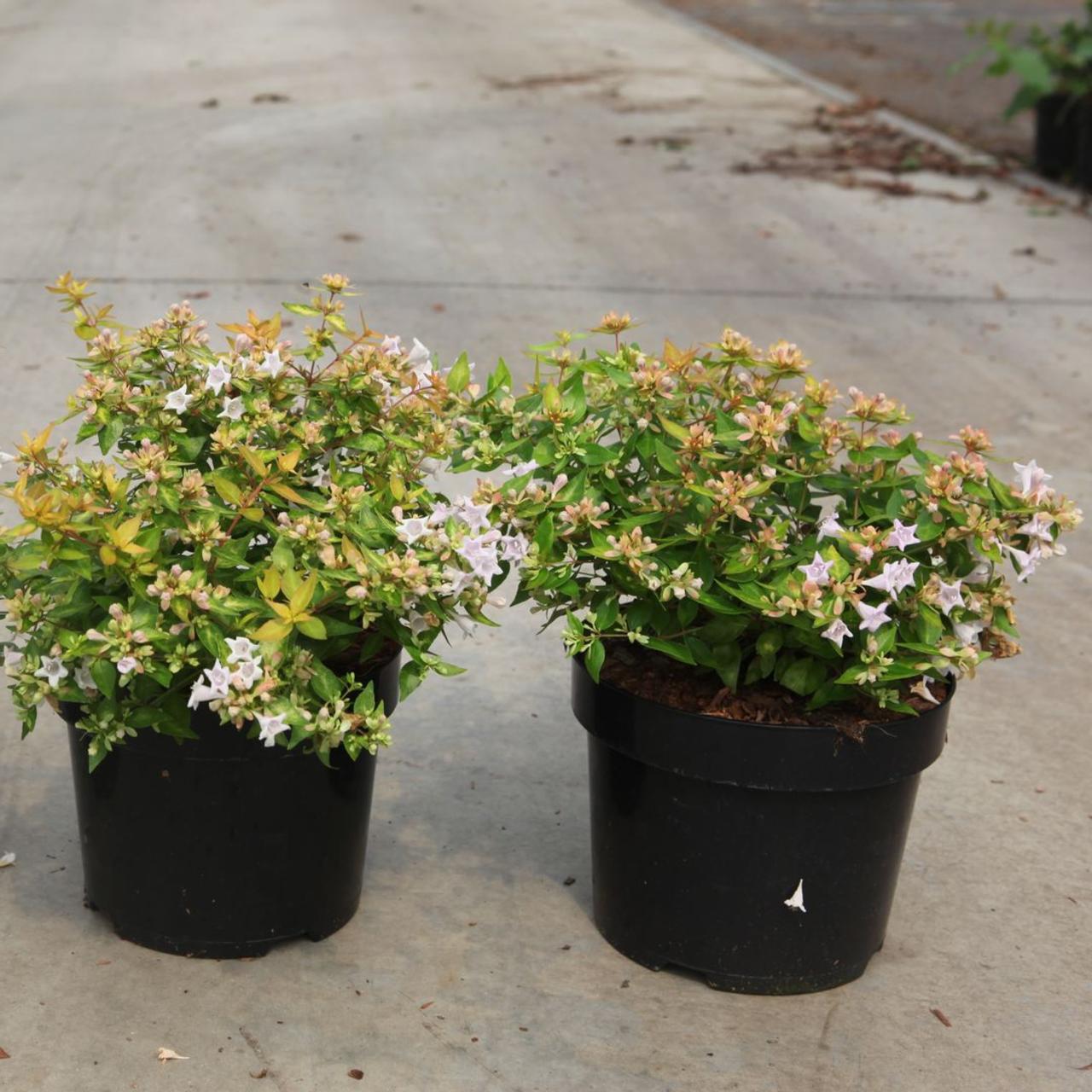 Abelia grandiflora CARAMEL CHARM plant