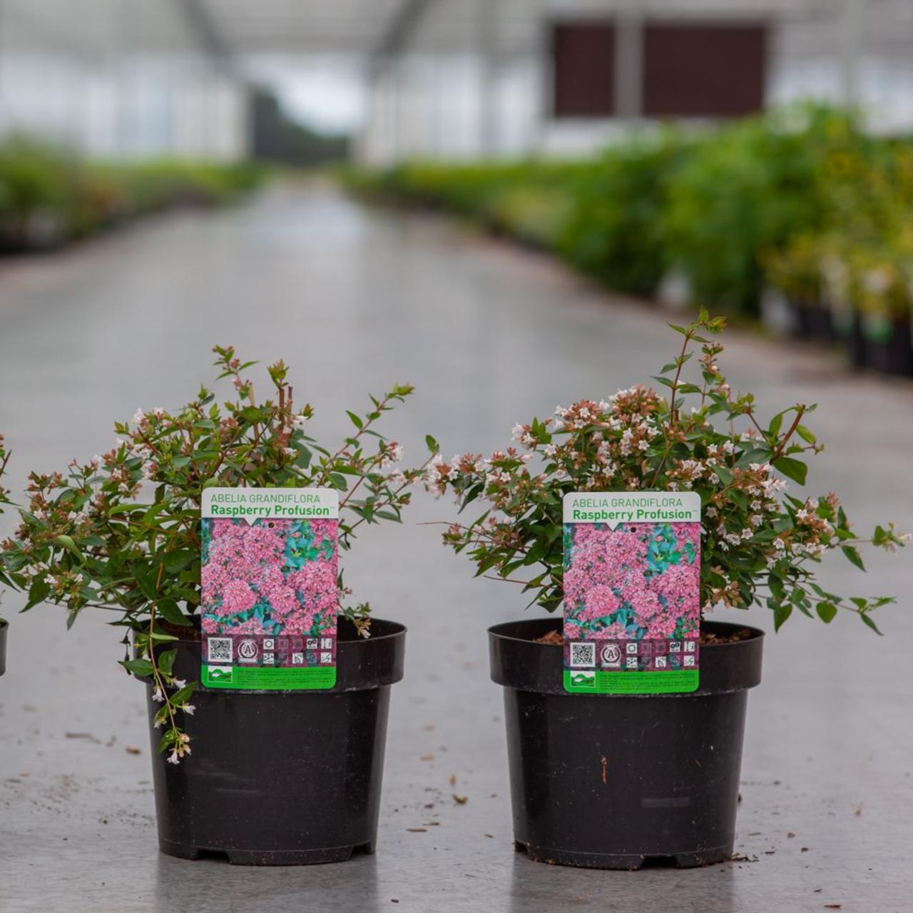 Abelia grandiflora 'Raspberry Profusion' plant
