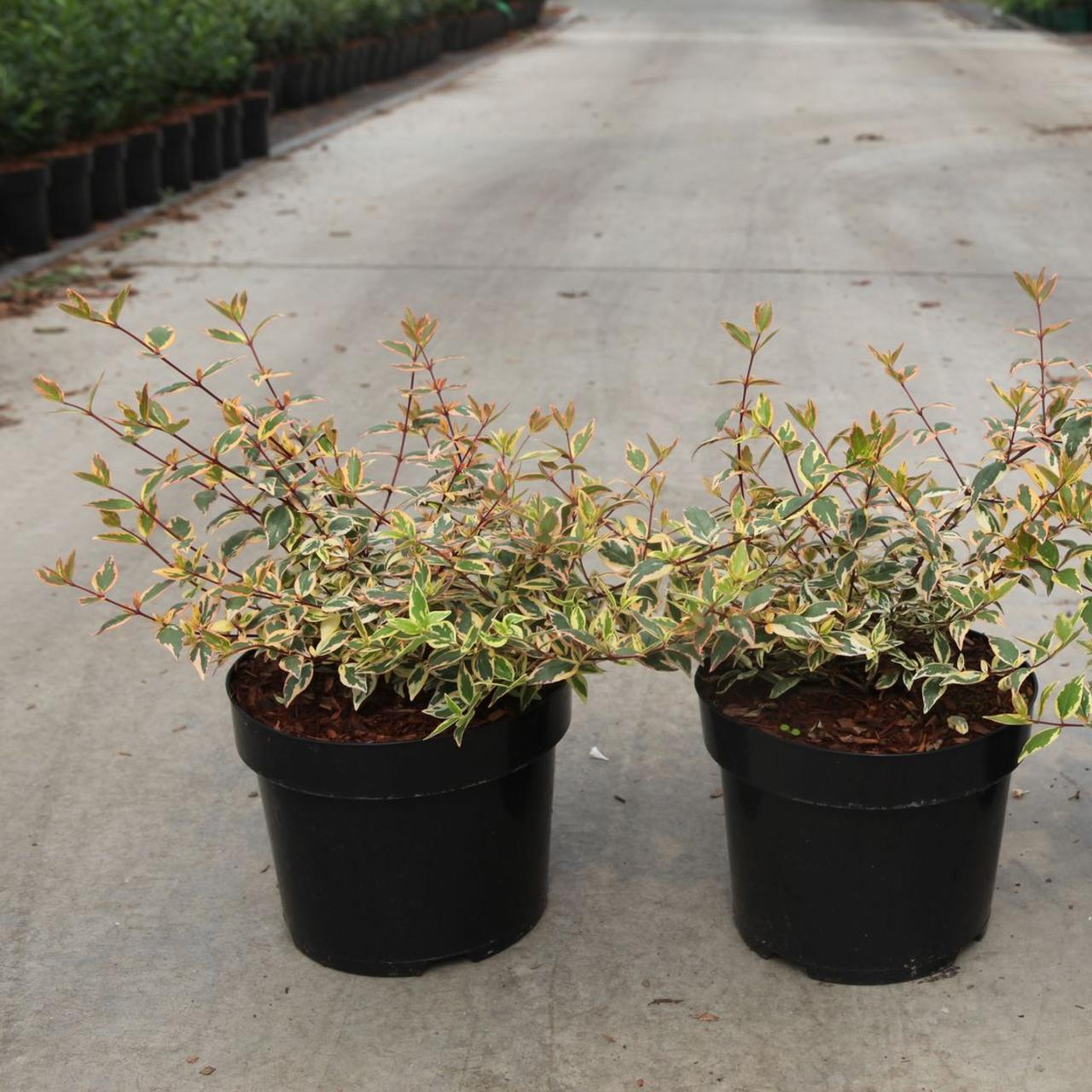 Abelia grandiflora TRICOLOR CHARM plant