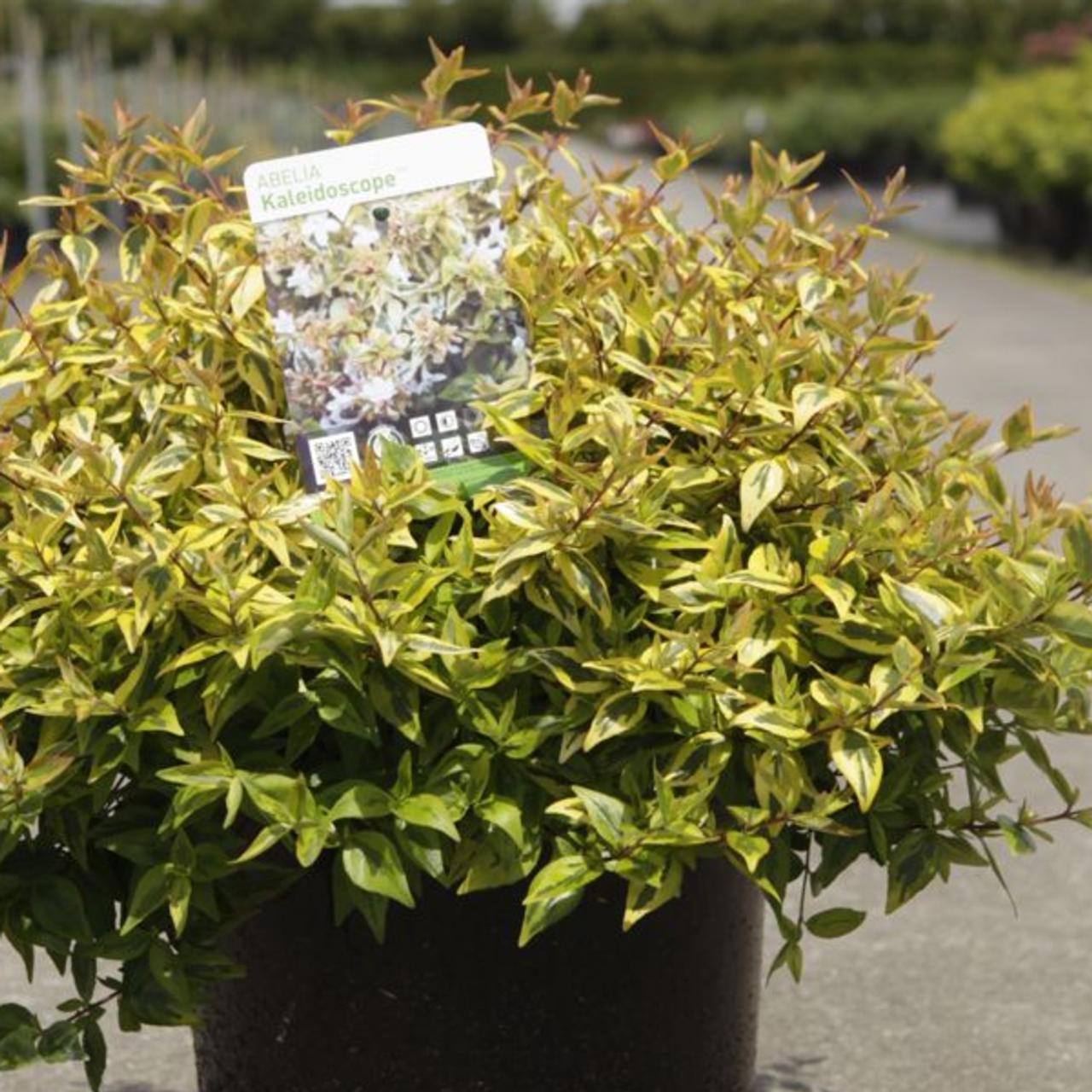 Abelia 'Kaleidoscope' plant