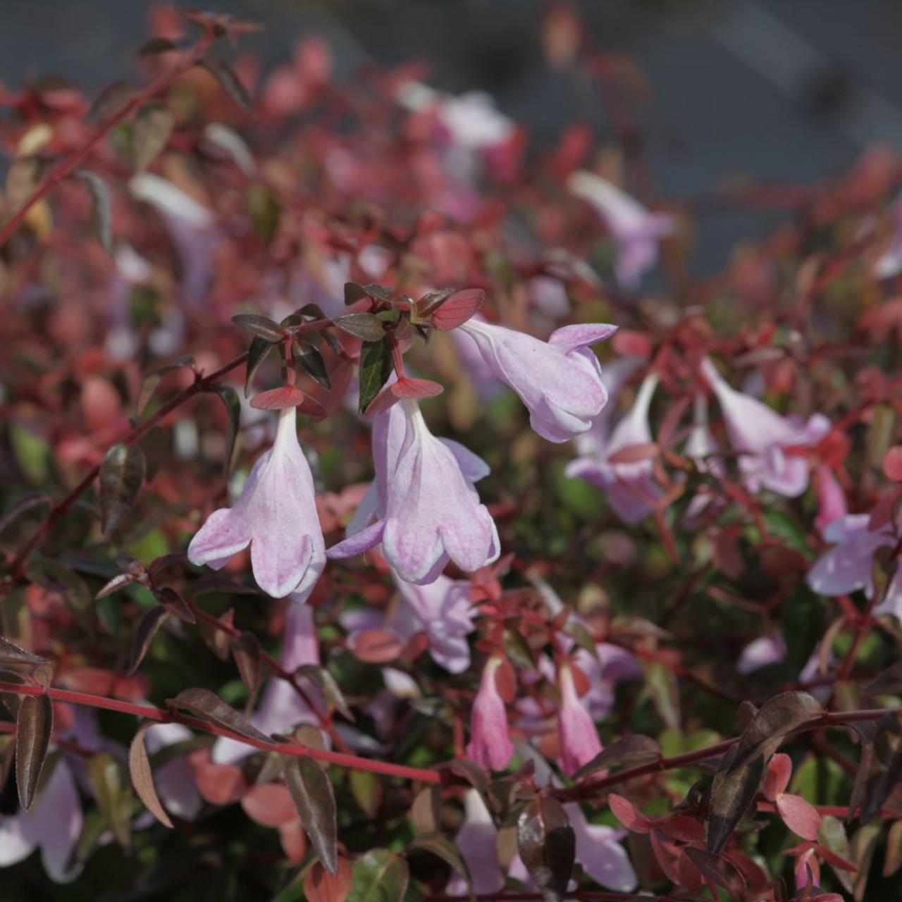 Abelia 'Pinky Bells' plant