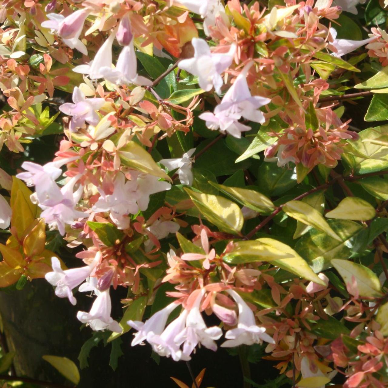 Abelia x grandiflora 'Francis Mason' plant