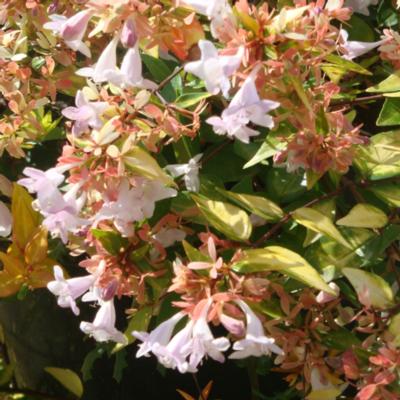 abelia-x-grandiflora-francis-mason