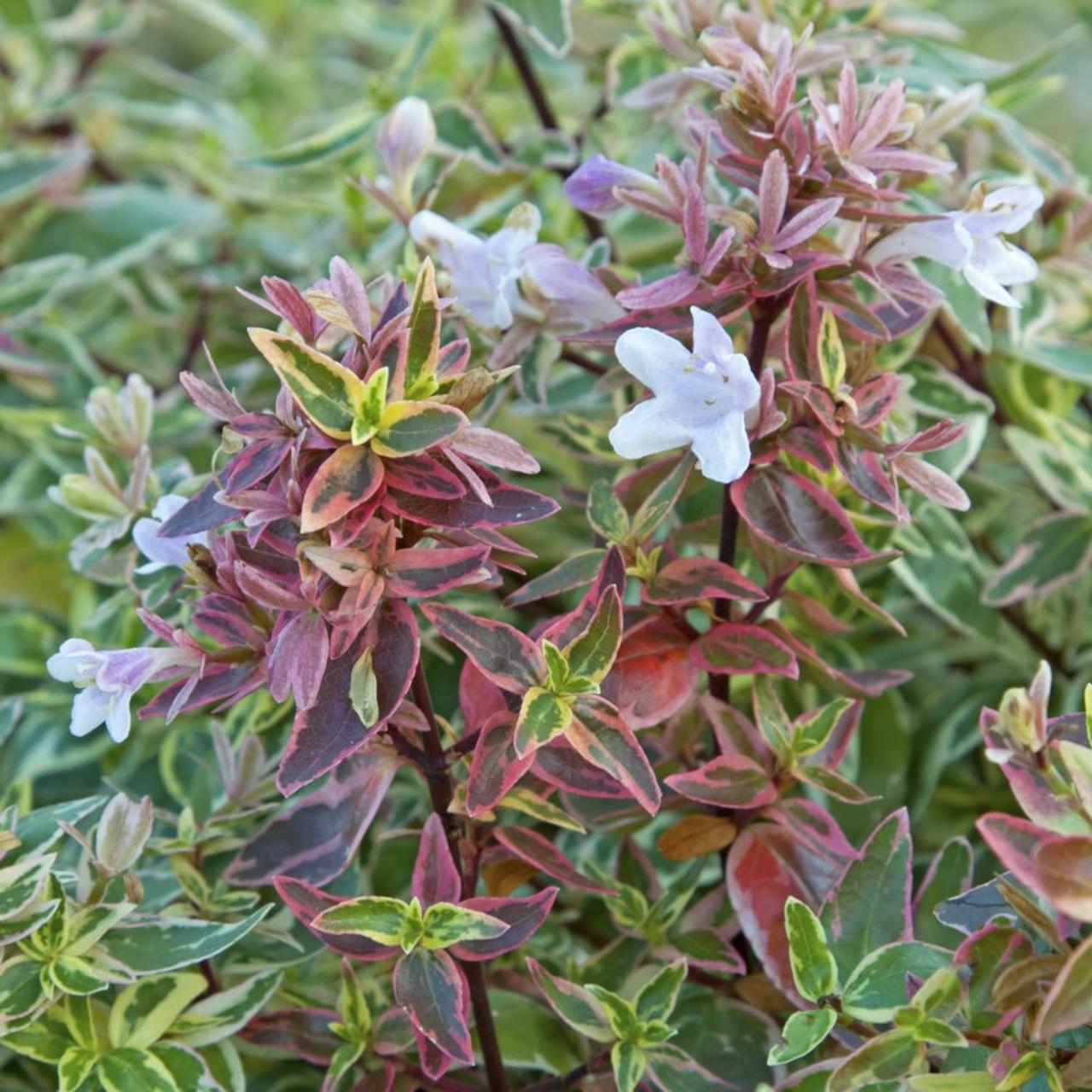 Abelia x grandiflora 'Sparkling Silver' plant