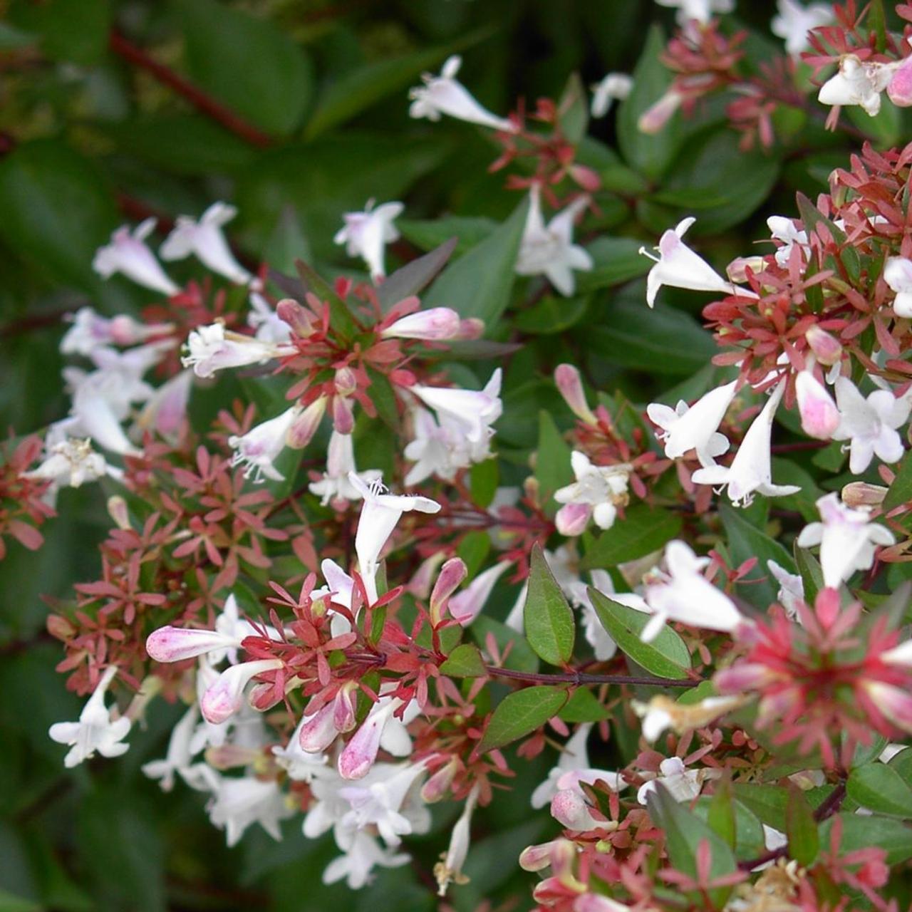 Abelia x grandiflora plant