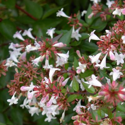 abelia-x-grandiflora