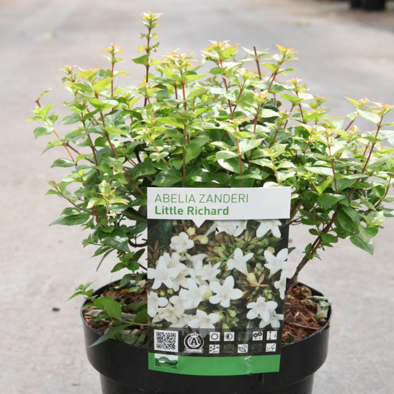 Abelia zanderi 'Little Richard' plant