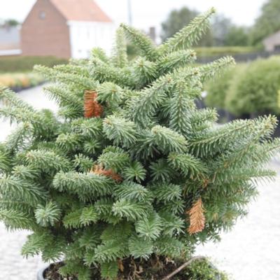 abies-balsamea-nana