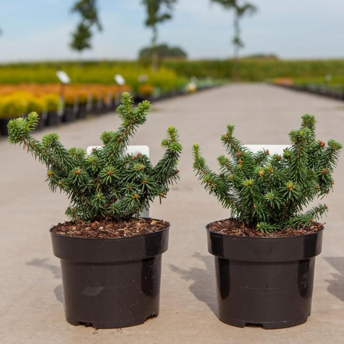 Abies balsamea 'Piccolo' plant