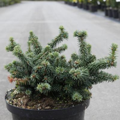 abies-balsamea-piccolo