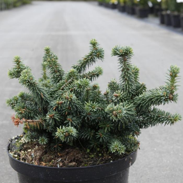 Abies balsamea 'Piccolo' plant