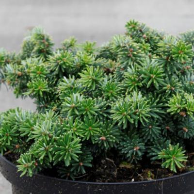 abies-koreana-brillant