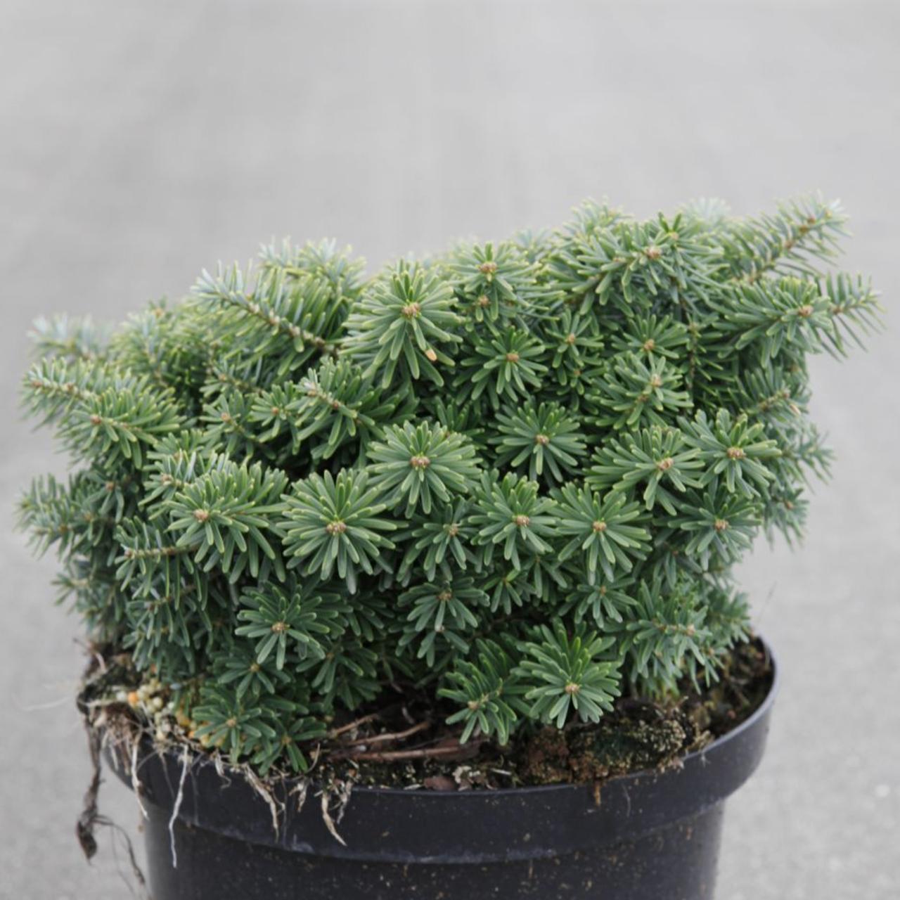 Abies koreana 'Cis' plant