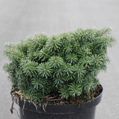 abies-koreana-cis