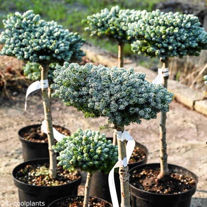 Abies koreana 'Kohouts Icebreaker' plant