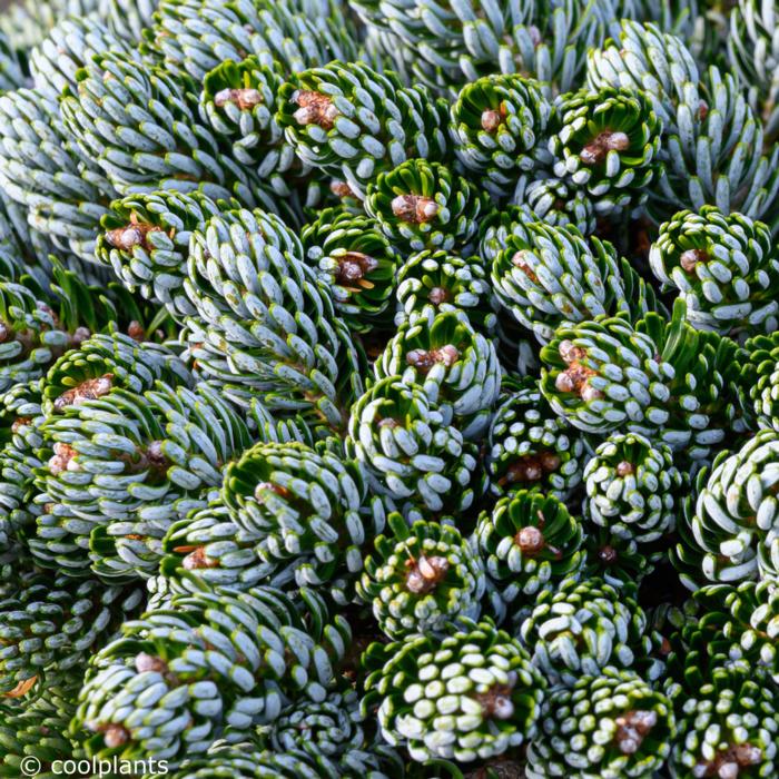 Abies koreana 'Kohouts Icebreaker' plant