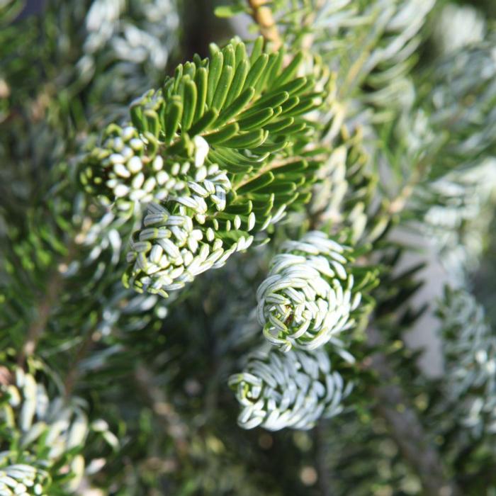 Abies koreana 'Silberlocke' plant