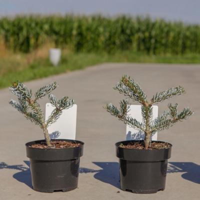 abies-koreana-silberlocke