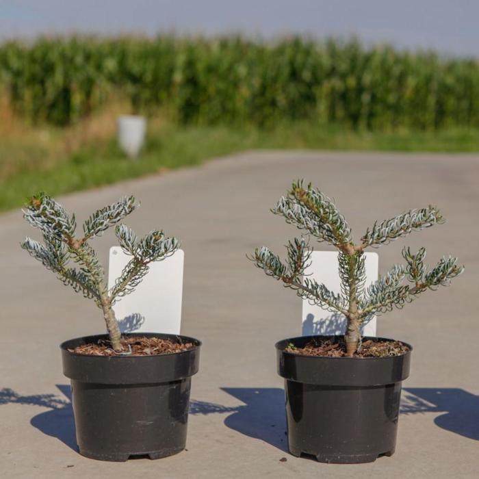 Abies koreana 'Silberlocke' plant