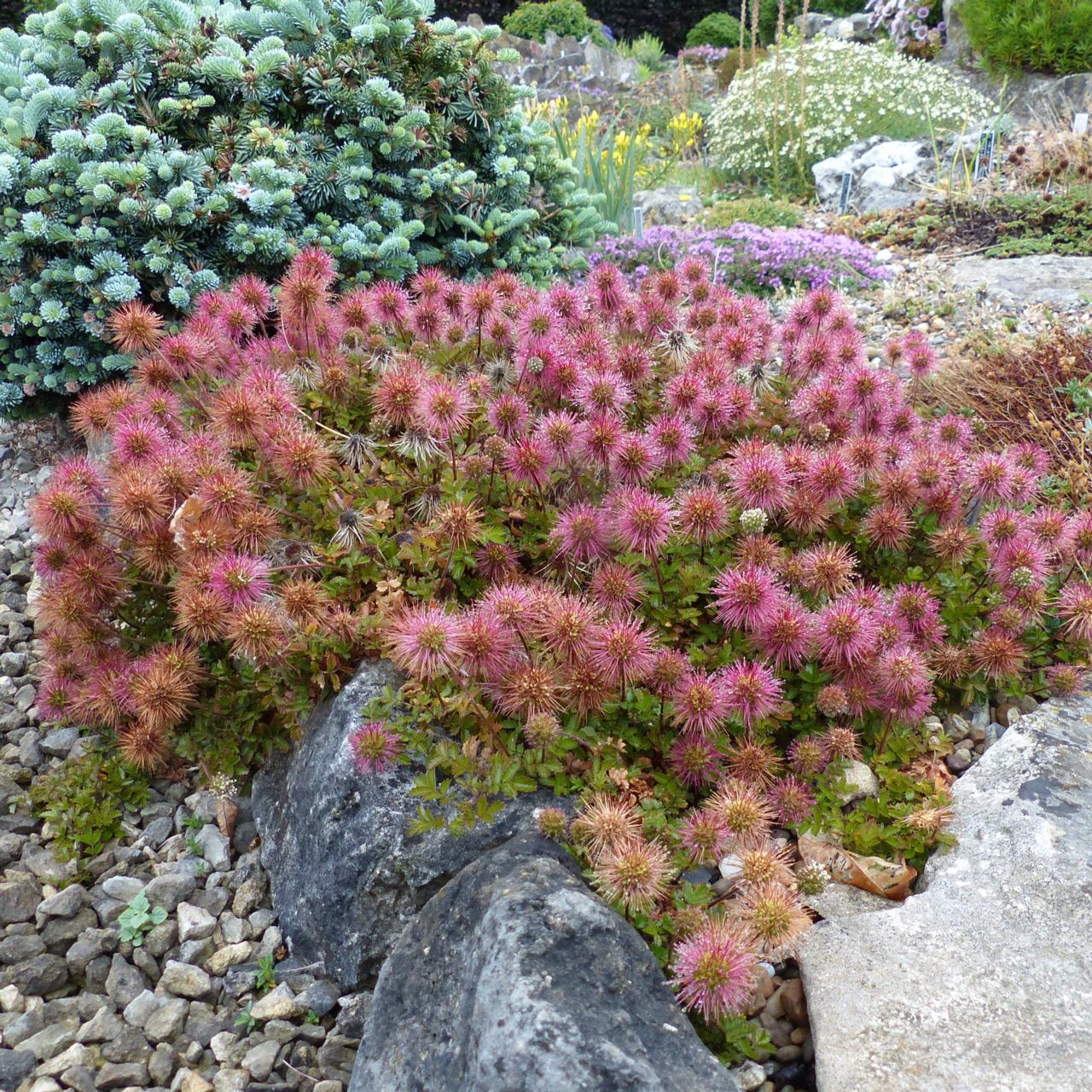 Acaena novae-zelandiae plant