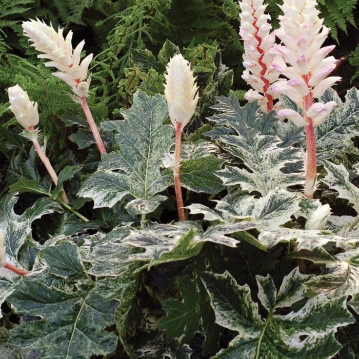 Acanthus 'Whitewater' plant