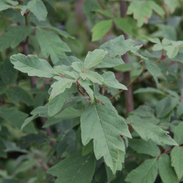 Acer griseum plant