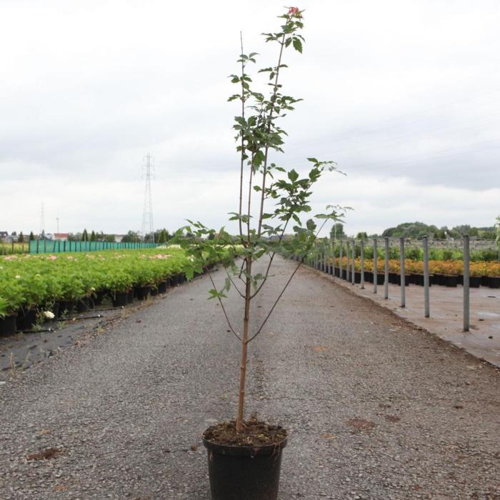 Acer griseum plant