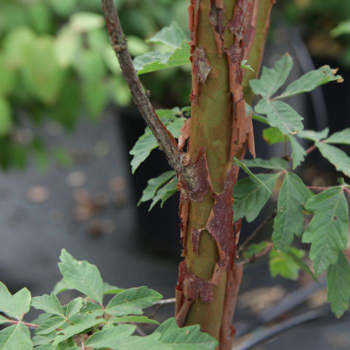 Acer griseum plant