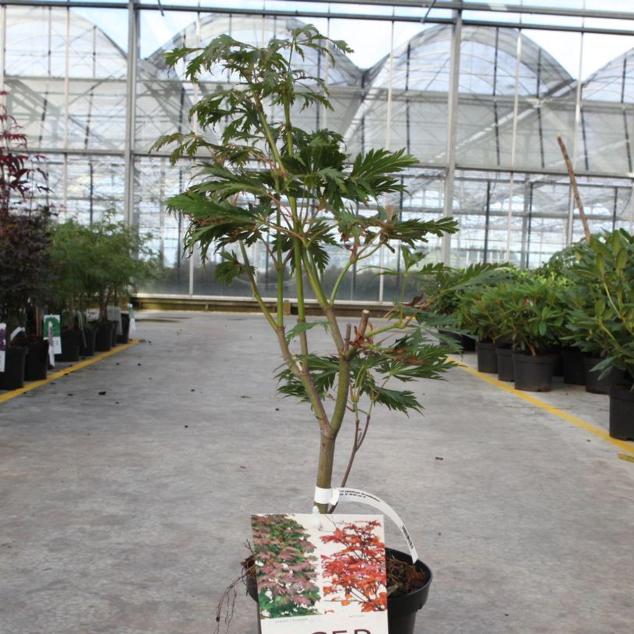 Acer japonicum 'Aconitifolium' plant