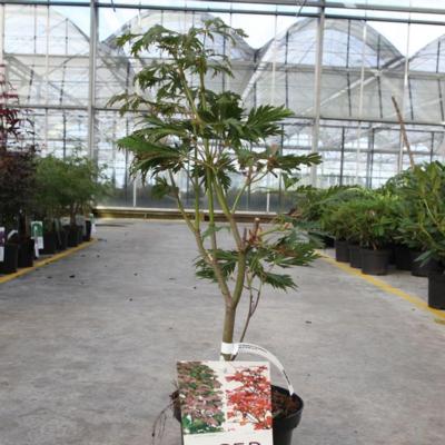 acer-japonicum-aconitifolium