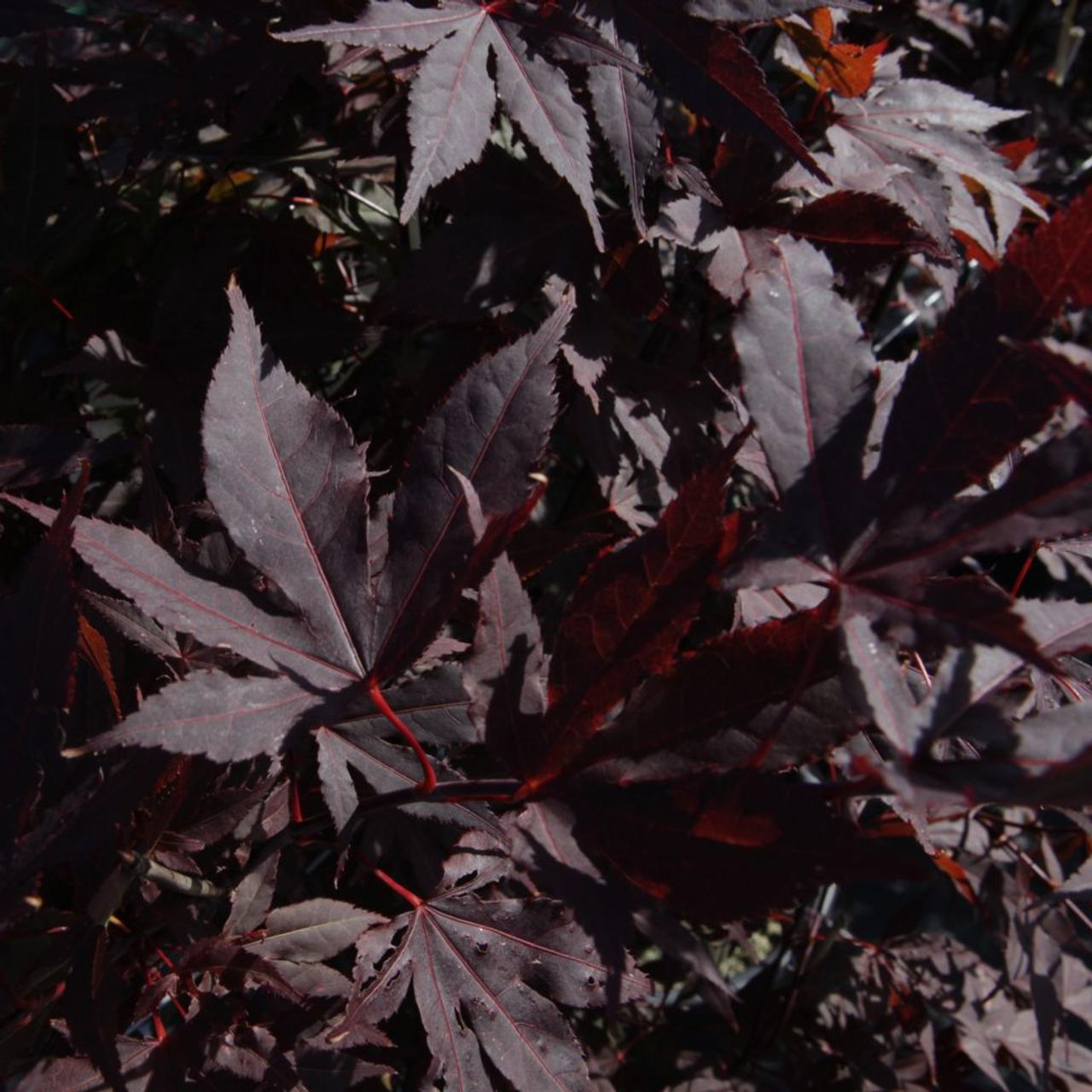 Acer palmatum 'Atropurpureum' plant