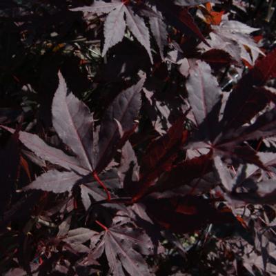 acer-palmatum-atropurpureum