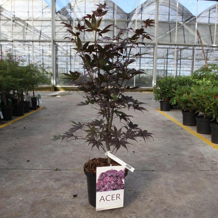 Acer palmatum 'Bloodgood' plant