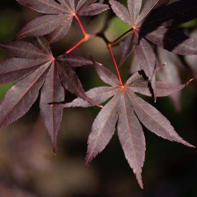 acer-palmatum-bloodgood