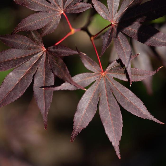 Acer palmatum 'Bloodgood' plant