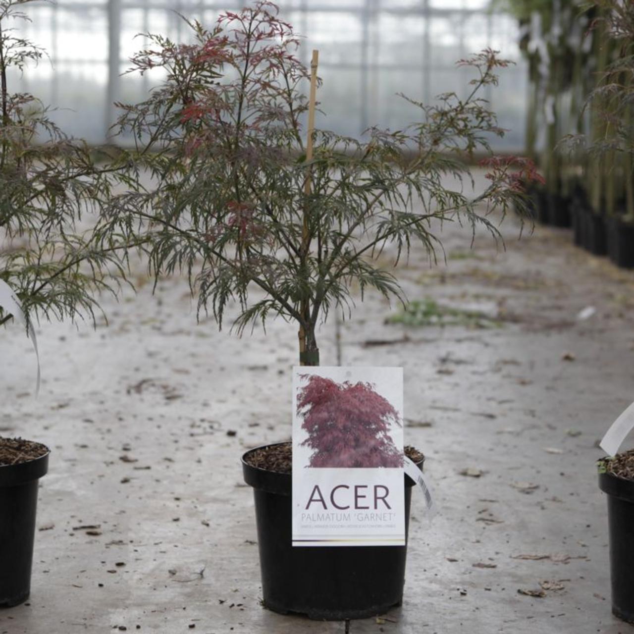 Acer palmatum 'Dissectum Garnet' plant