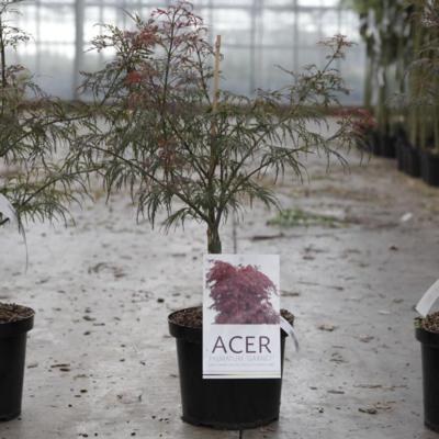 acer-palmatum-dissectum-garnet