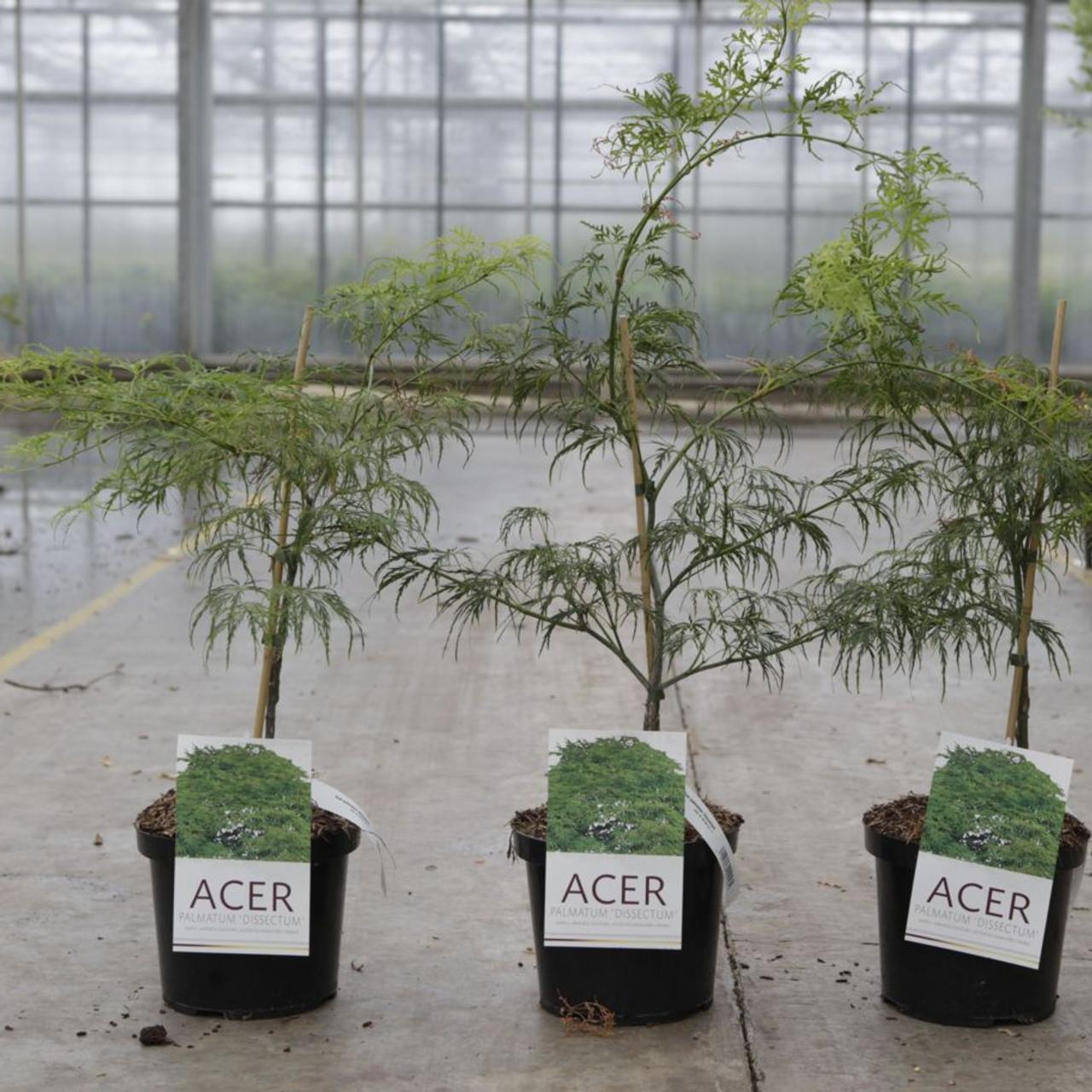 Acer palmatum 'Dissectum' plant