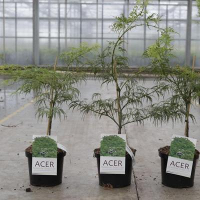 acer-palmatum-dissectum