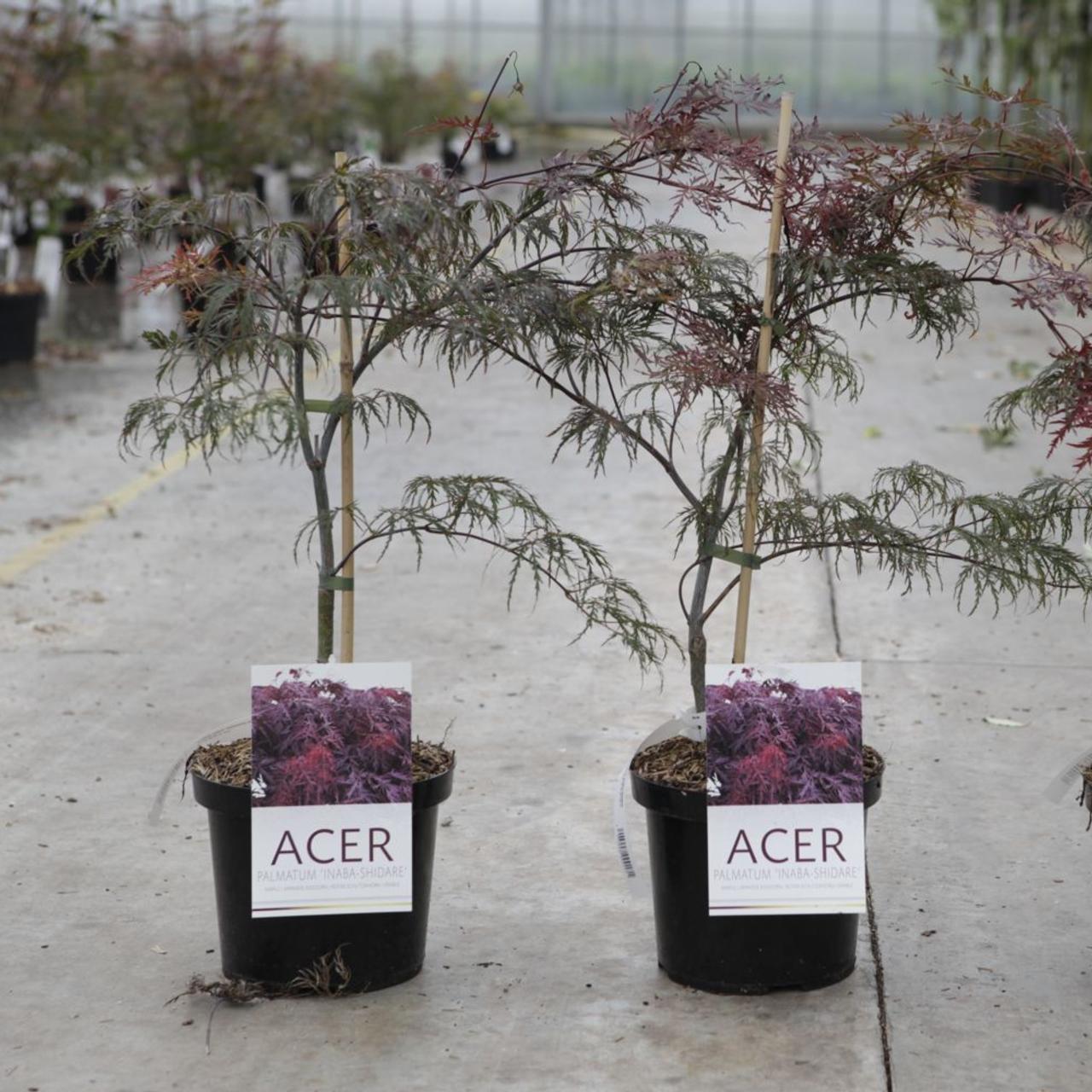 Acer palmatum 'Inaba-shidare' plant