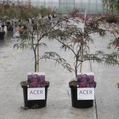 acer-palmatum-inabashidare