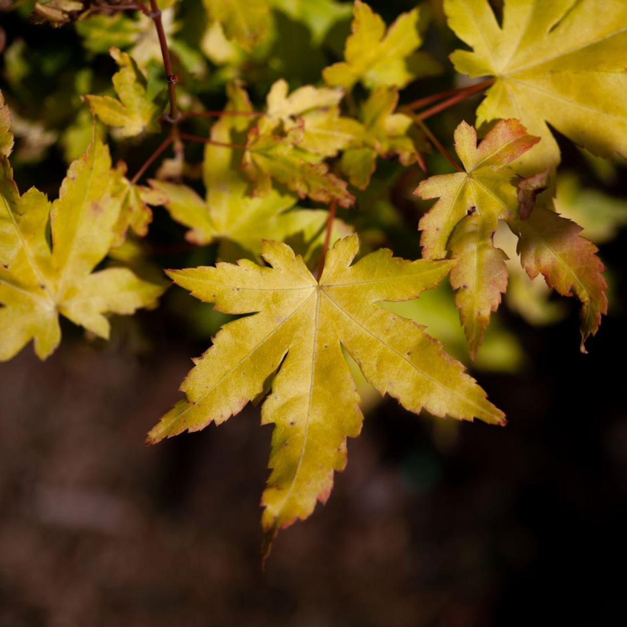 Acer palmatum 'Orange Dream' plant