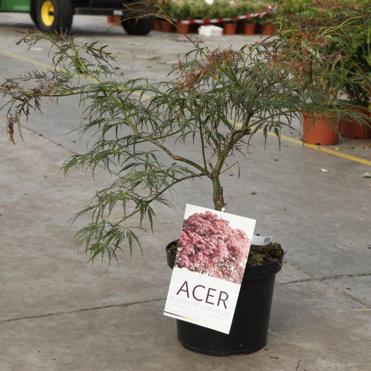 Acer palmatum 'Ornatum' plant