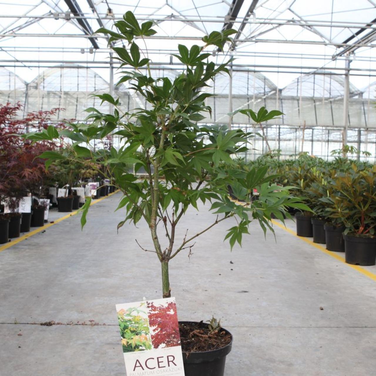 Acer palmatum 'Osakazuki' plant