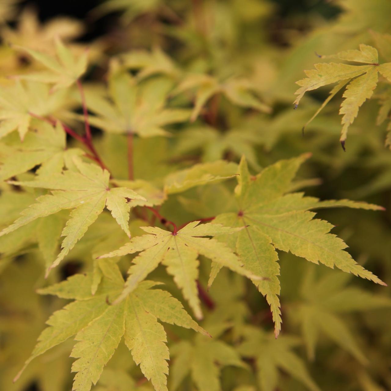 Acer palmatum 'Sangokaku' plant