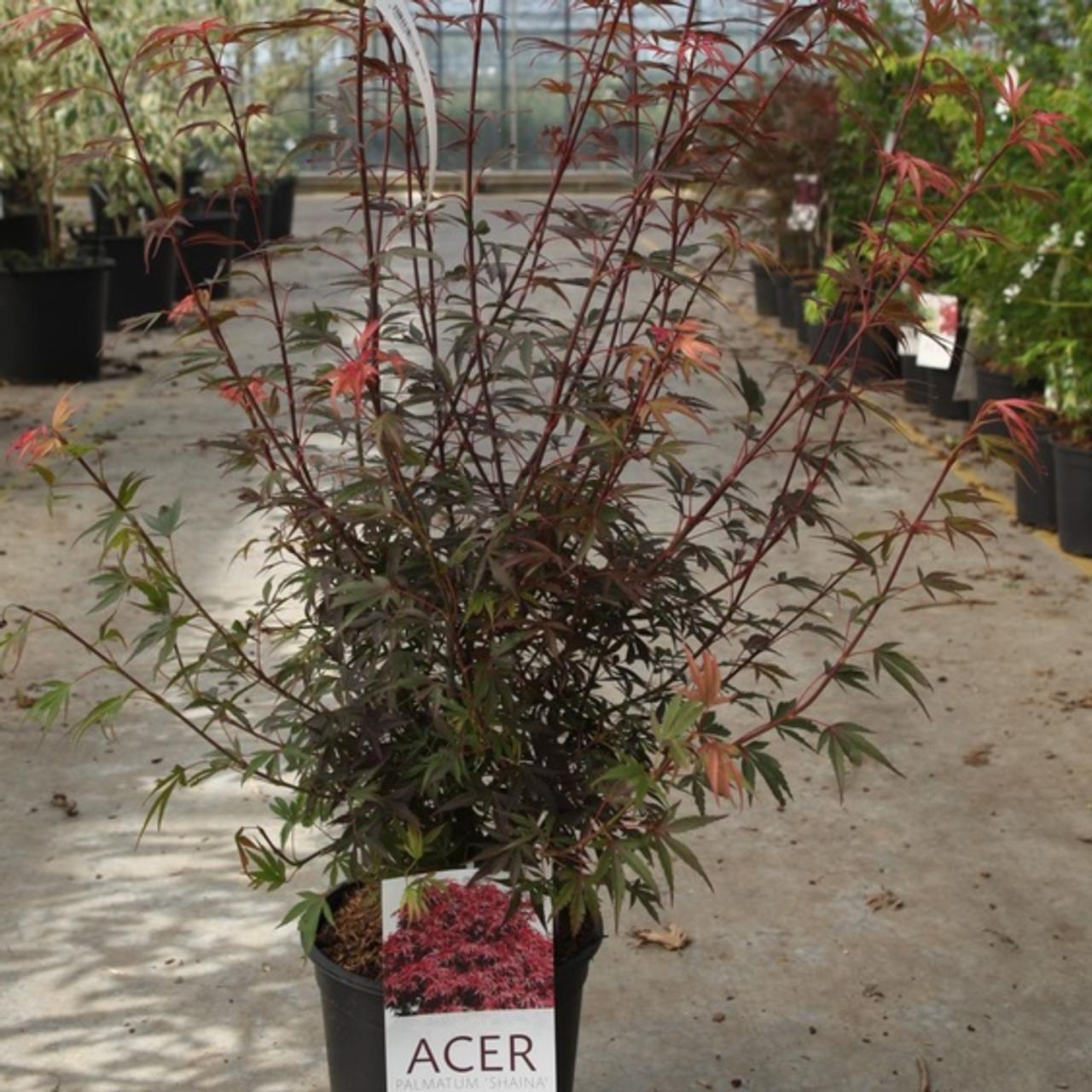 Acer palmatum 'Shaina' plant