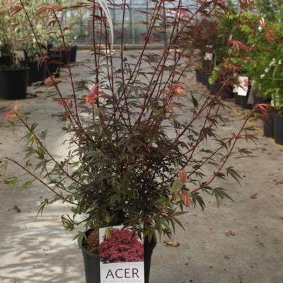 acer-palmatum-shaina