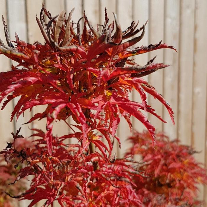 Acer palmatum 'Shishigashira' plant